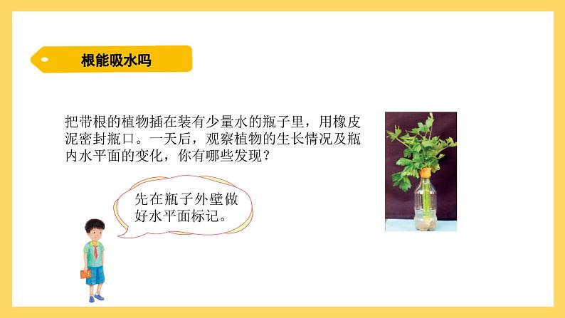 1.2 根对水分的吸收(课件)-2024-2025学年五年级上册科学粤教粤科版第4页