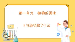 1.3 根还吸收了什么（课件）-2024-2025学年五年级上册科学粤教粤科版