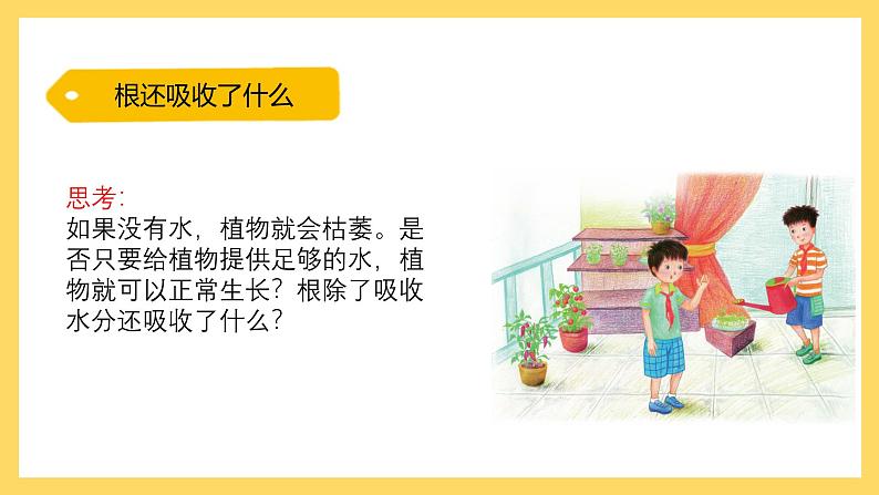 1.3 根还吸收了什么(课件)-2024-2025学年五年级上册科学粤教粤科版02