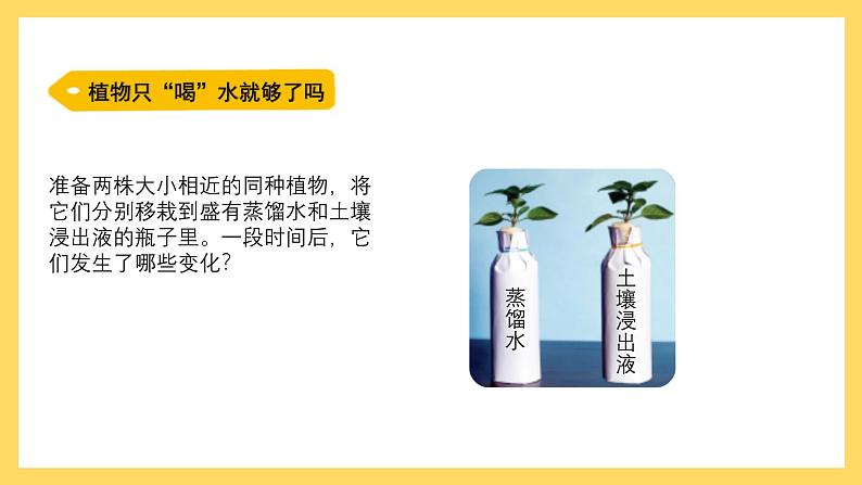 1.3 根还吸收了什么(课件)-2024-2025学年五年级上册科学粤教粤科版04
