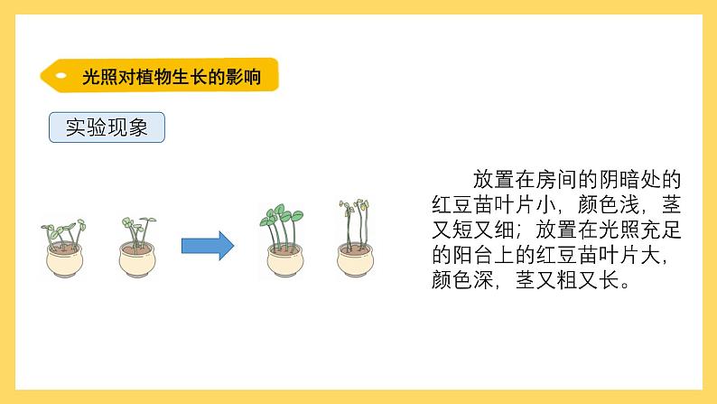 1.6 植物需要阳光(课件)-2024-2025学年五年级上册科学粤教粤科版第5页