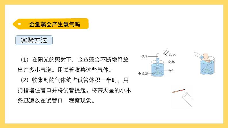 1.7 植物能够利用阳光(课件)-2024-2025学年五年级上册科学粤教粤科版第5页