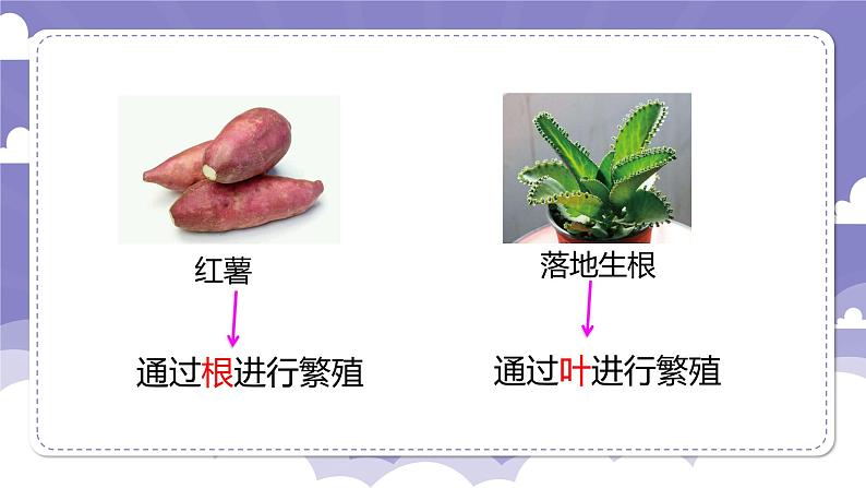 1.4 专题探究:可以不用种子繁殖吗(课件)-2024-2025学年四年级上册科学粤教粤科版第6页