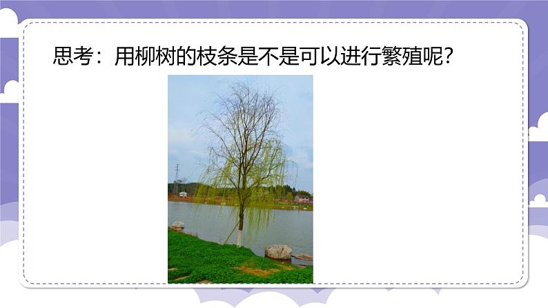 1.4 专题探究:可以不用种子繁殖吗(课件)-2024-2025学年四年级上册科学粤教粤科版第7页