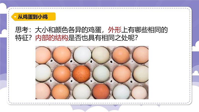 1.6 母鸡生蛋了(课件)-2024-2025学年四年级上册科学粤教粤科版03