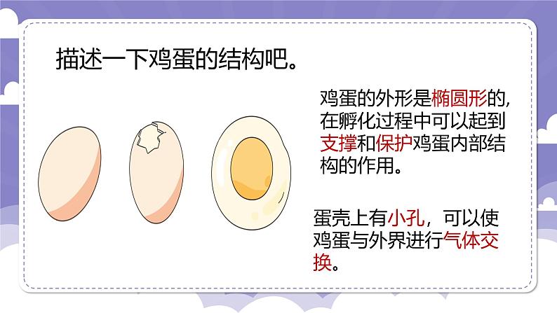 1.6 母鸡生蛋了(课件)-2024-2025学年四年级上册科学粤教粤科版04