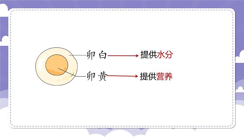 1.6 母鸡生蛋了(课件)-2024-2025学年四年级上册科学粤教粤科版05