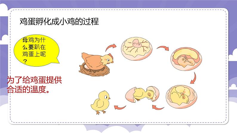 1.6 母鸡生蛋了(课件)-2024-2025学年四年级上册科学粤教粤科版06