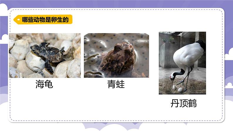1.6 母鸡生蛋了(课件)-2024-2025学年四年级上册科学粤教粤科版08