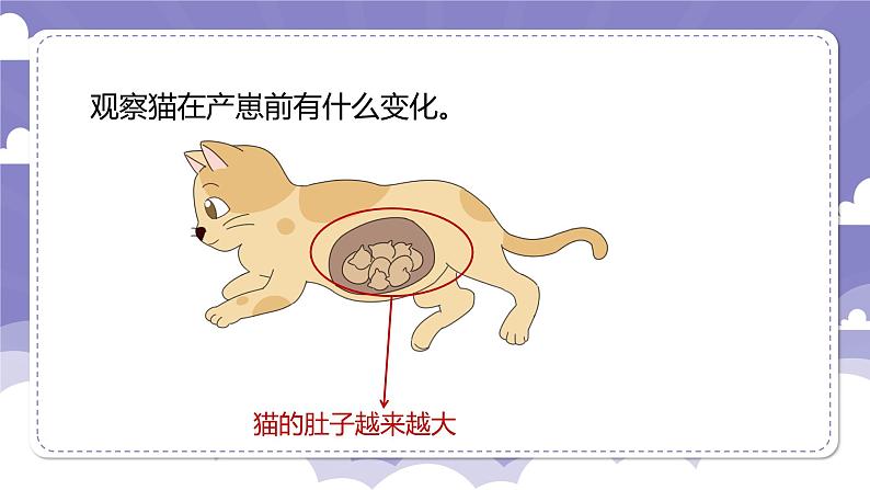1.7 胎生动物(课件)-2024-2025学年四年级上册科学粤教粤科版第4页