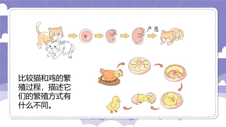 1.7 胎生动物(课件)-2024-2025学年四年级上册科学粤教粤科版第5页