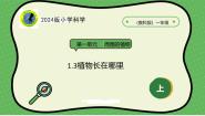 科学一年级上册（2024）第一单元 周围的植物3. 植物长在哪里精品课件ppt