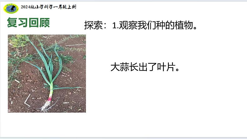 【2024新教材】教科版科学一年级上册第一单元周围的植物1.6校园里的植物课件08