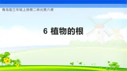 【核心素养】青岛版科学三年级上册 2.6 植物的根（教学课件+同步教案）