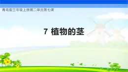 【核心素养】青岛版科学三年级上册 2.7 植物的茎（教学课件+同步教案）