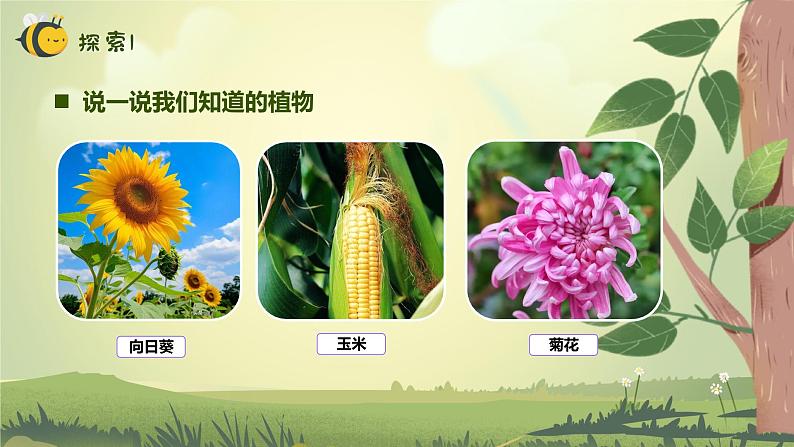 【核心素养】教科版科学一年级上册 1.1 我们知道的植物(教学课件+同步教案)04