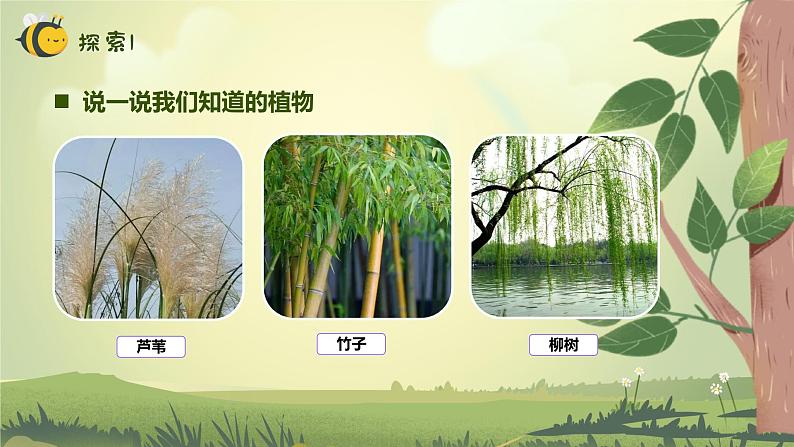 【核心素养】教科版科学一年级上册 1.1 我们知道的植物(教学课件+同步教案)05