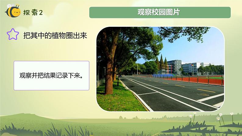 【核心素养】教科版科学一年级上册 1.1 我们知道的植物(教学课件+同步教案)06