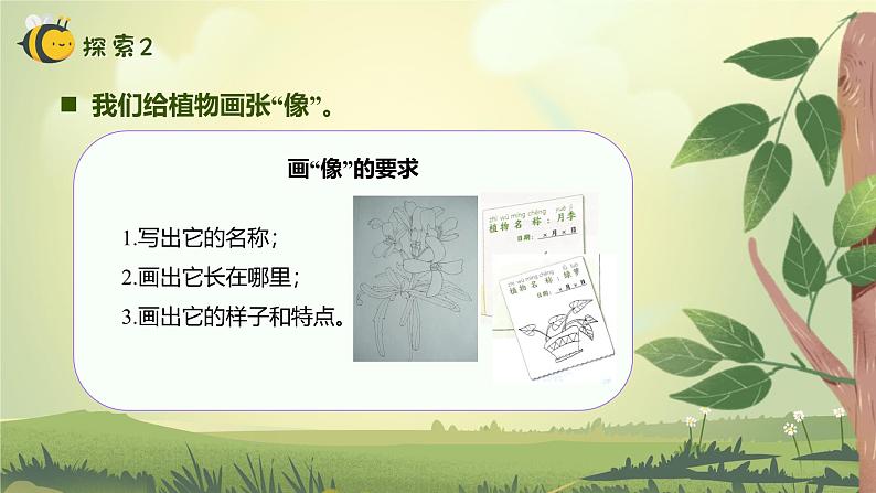 【核心素养】教科版科学一年级上册 1.4 给植物画张“像”(教学课件+同步教案)06