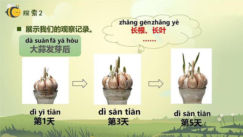 【核心素养】教科版科学一年级上册 1.5 植物的变化(教学课件+同步教案)07