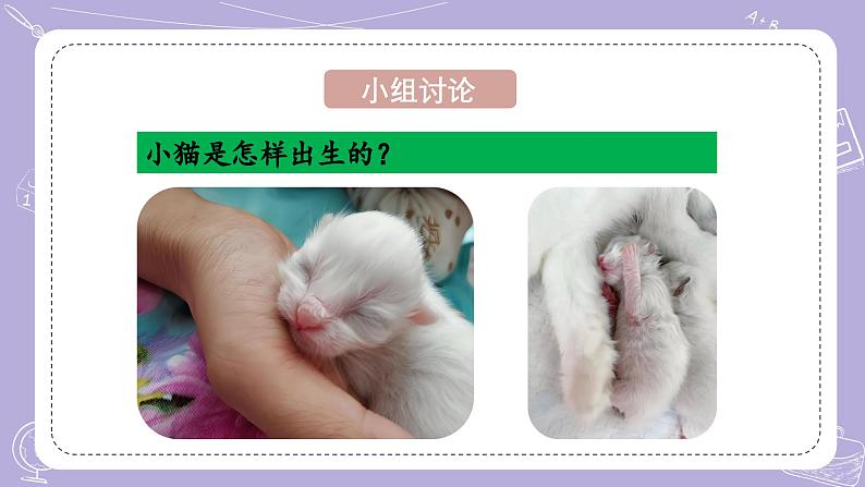 【核心素养】青岛版科学四年级上册 1.4 哺乳动物(教学课件+同步教案)08