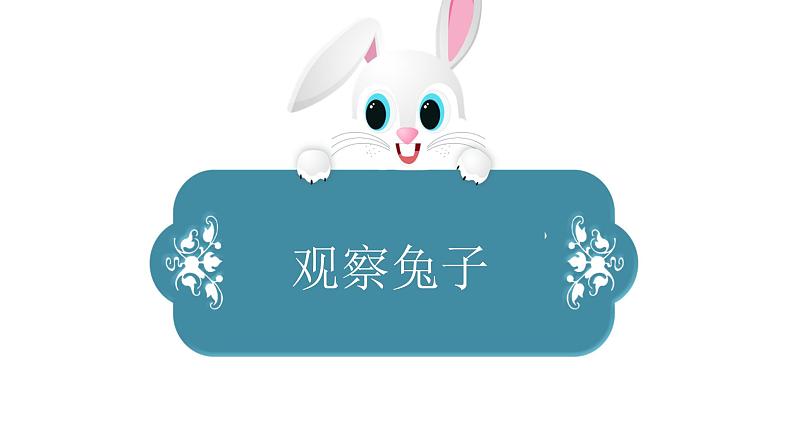 小学科学新大象版一年级上册第二单元第1课《观察兔子》教学课件(2024秋)03