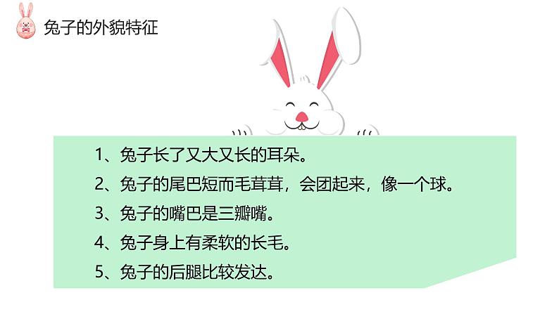 小学科学新大象版一年级上册第二单元第1课《观察兔子》教学课件(2024秋)08