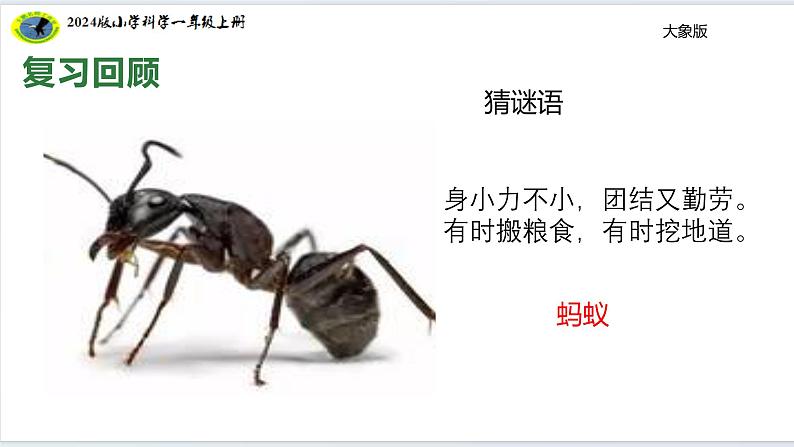 大象版(2024)小学科学体验单元画蚂蚁课件 (35张ppt)第7页