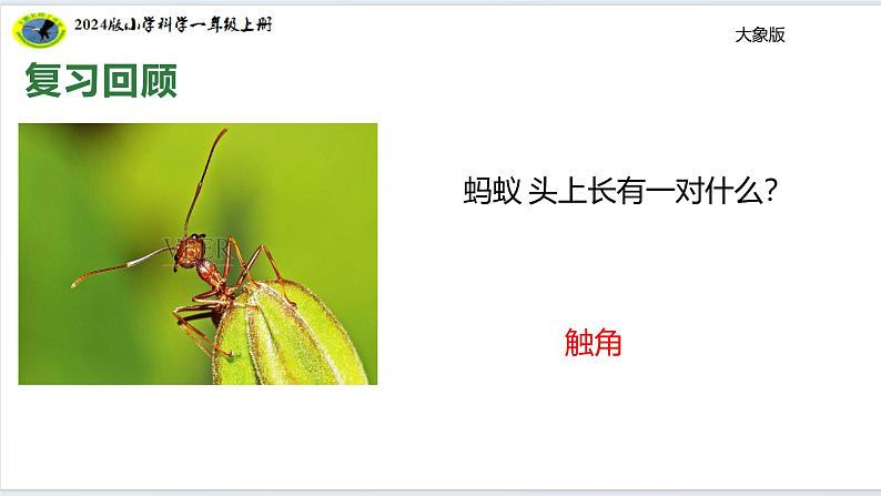 大象版(2024)小学科学体验单元画蚂蚁课件 (35张ppt)第8页