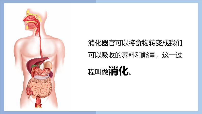 【核心素养】教科版科学四年级上册 2.7 食物在口腔里的变化(教学课件)第2页
