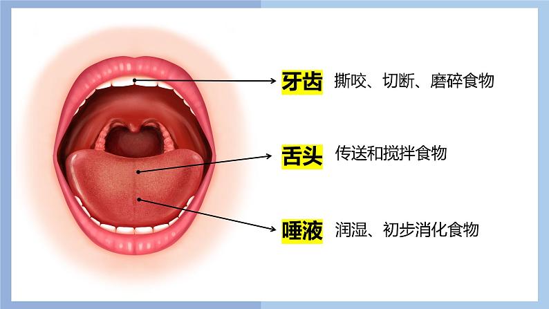 【核心素养】教科版科学四年级上册 2.7 食物在口腔里的变化(教学课件)第8页
