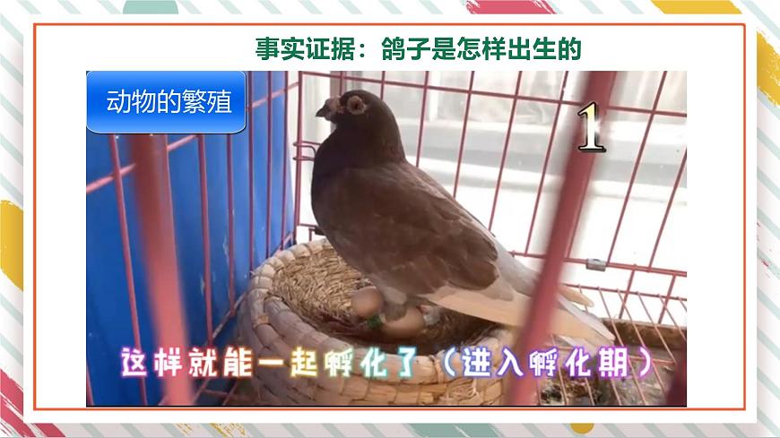 【大單元整體教學(xué)】2.1動(dòng)物的繁殖  課時(shí)課件第8頁