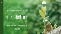 教科版科学四年级下册《茎和叶》教学课件