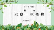一年级上册2.观察一颗植物教学课件ppt