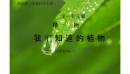 教科版（2024）一年级上册1.我们知道的植物教学ppt课件