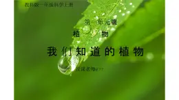 教科版一年级科学上册《植物我们知道的植物》教学课件