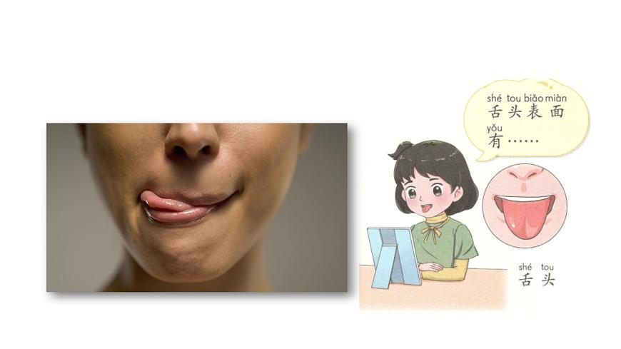 小學(xué)科學(xué)新青島版六三制一年級(jí)上冊(cè)第二單元第7課《聞和嘗》教學(xué)課件（2024秋）第6頁