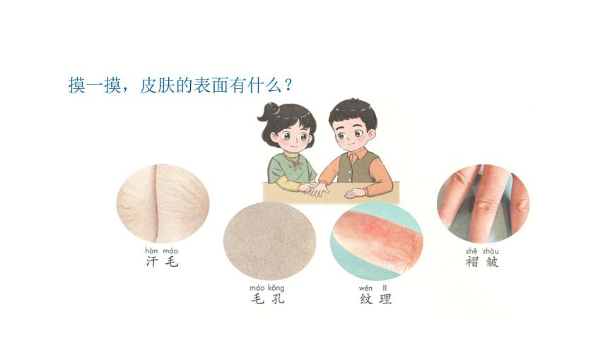 小學(xué)科學(xué)新青島版六三制一年級上冊第二單元第6課《摸一摸》教學(xué)課件（2024秋）第4頁
