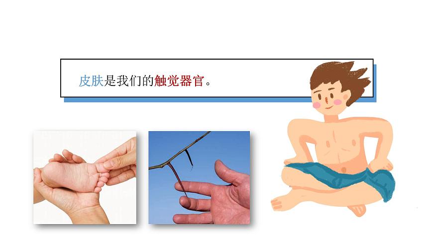 小學(xué)科學(xué)新青島版六三制一年級上冊第二單元第6課《摸一摸》教學(xué)課件（2024秋）第7頁