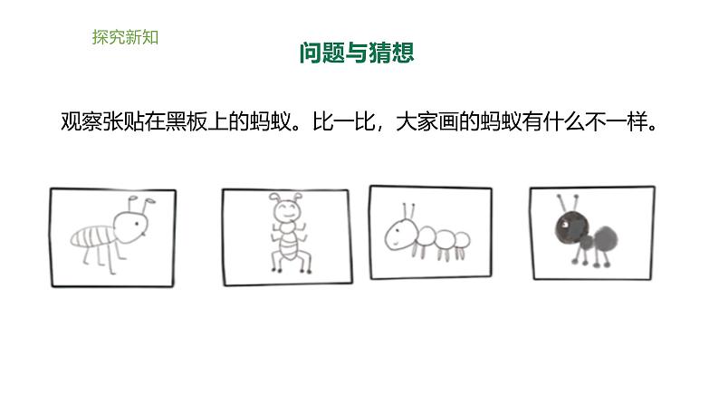 小学科学新大象版一年级上册体验单元《画蚂蚁》教学课件2(2024秋)06