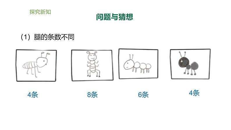 小学科学新大象版一年级上册体验单元《画蚂蚁》教学课件2(2024秋)07