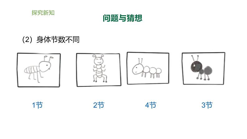 小学科学新大象版一年级上册体验单元《画蚂蚁》教学课件2(2024秋)08