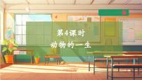 大象版（2024）三年级上册（2017）4 动物的一生精品教学课件ppt