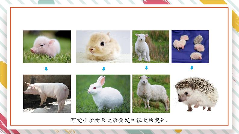 【大单元整体教学】2.4 动物的一生 课时课件第2页