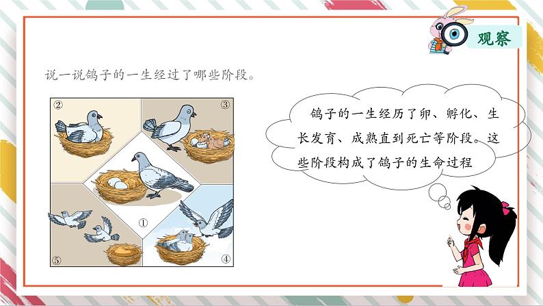 【大单元整体教学】2.4 动物的一生 课时课件第3页
