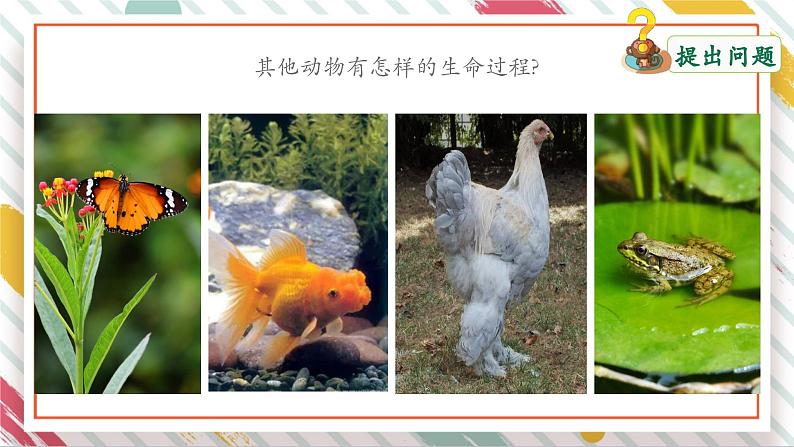 【大单元整体教学】2.4 动物的一生 课时课件第5页