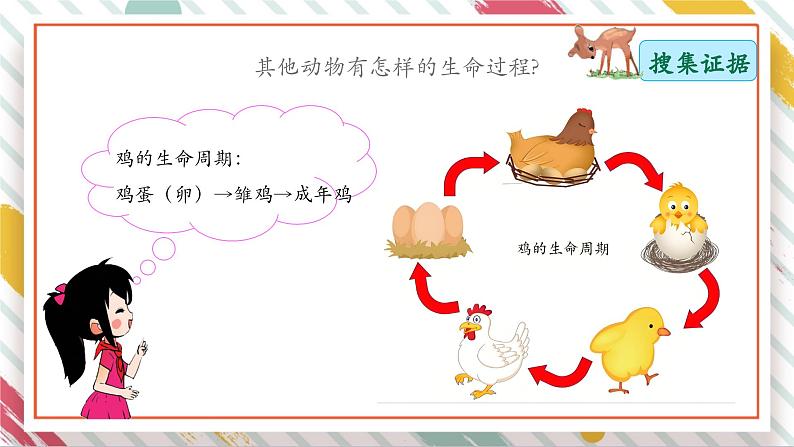 【大单元整体教学】2.4 动物的一生 课时课件第7页