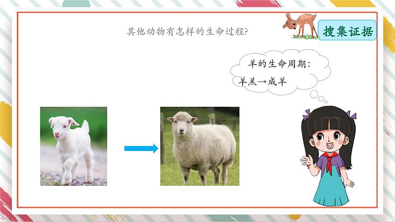 【大单元整体教学】2.4 动物的一生 课时课件第8页