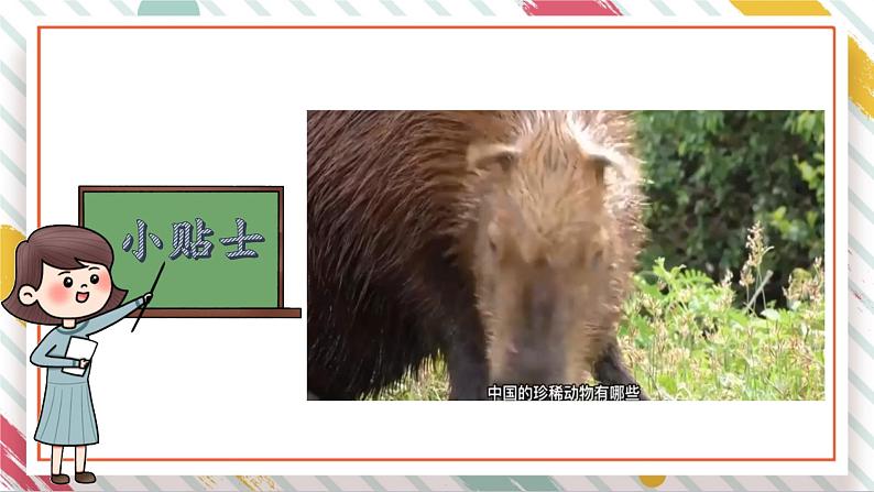 【大单元整体教学】2.5珍稀动物 课时课件第8页