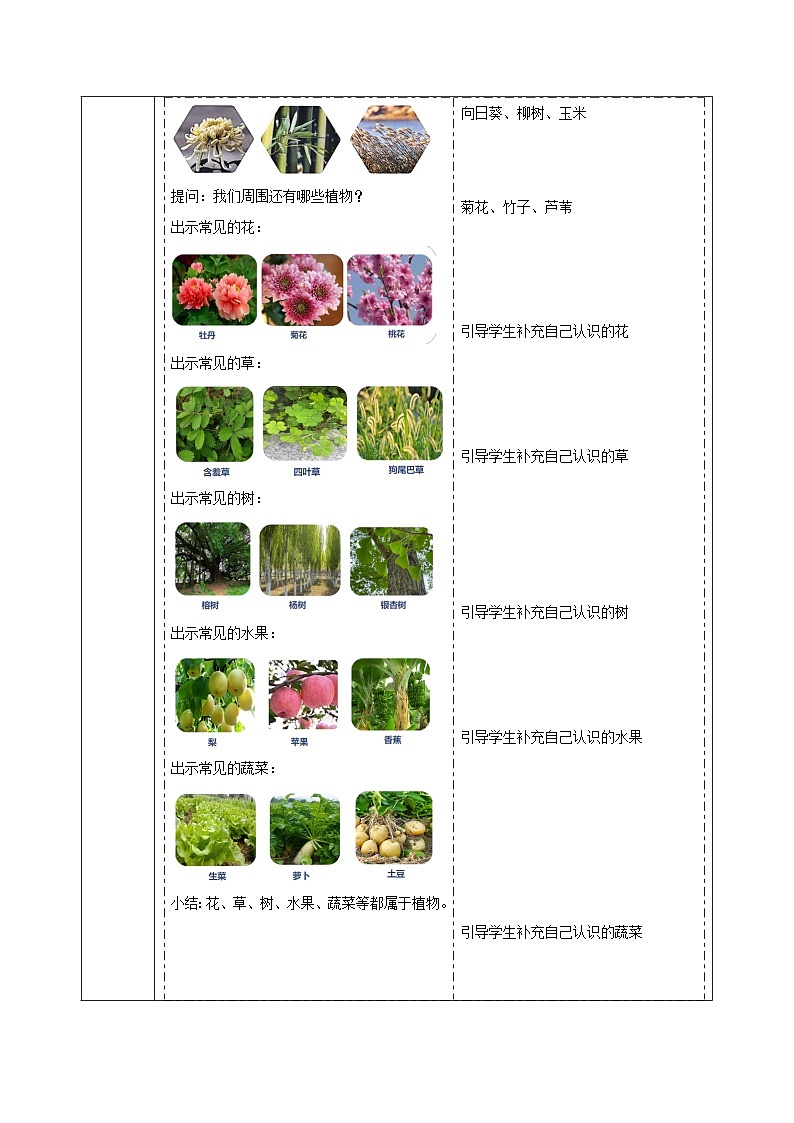 【大单元整体教学】1.1《我们知道的植物》课时教案第3页